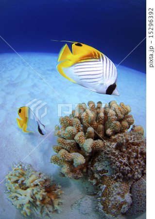 トゲチョウチョウウオ 15296392