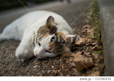 リラックスするのらねこ 15296450