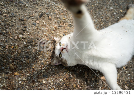 遊ぶのらねこ 15296451