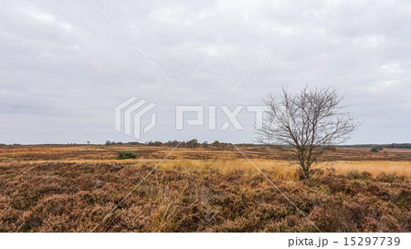 Heather Fields in Holland in the Fall 15297739