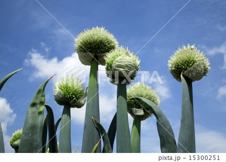 ネギ坊主の景色 15300251