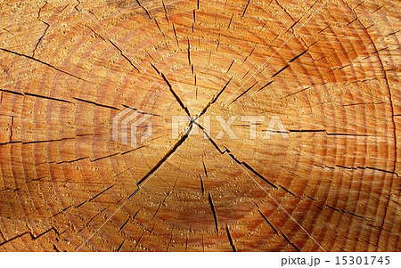 木の断面の写真素材