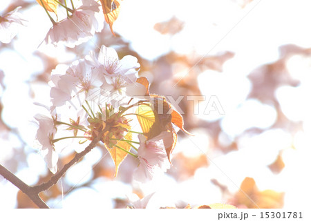 さくらの開花イメージ_01 さくらの開花イメージ_01 15301781