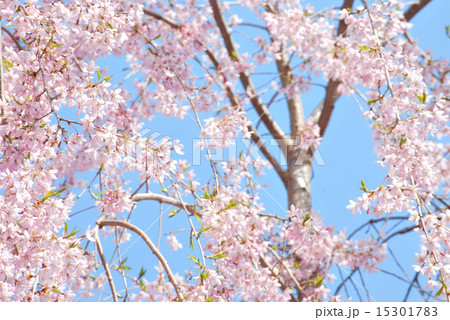 さくらの開花イメージ_03 さくらの開花イメージ_03 15301783