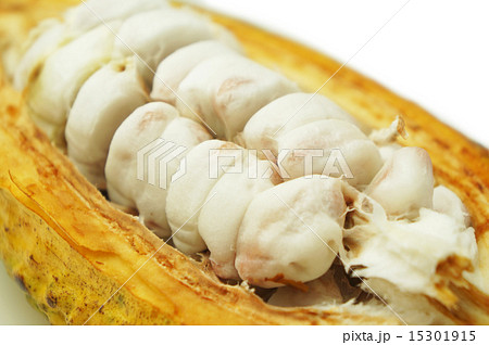 カカオパルプ１ 15301915