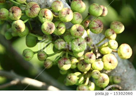 自然　植物　ギランイヌビワ、色付き始めた果嚢が幹や太枝にびっしりとついています 15302060
