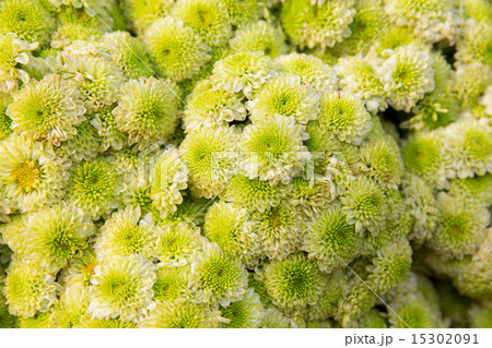 beautiful chrysanthemums flowers 15302091