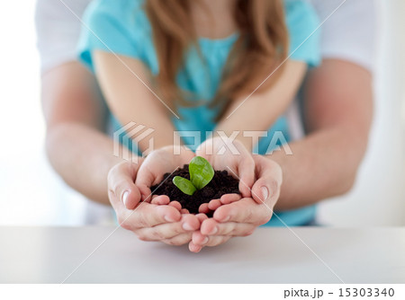close up of father and girl hands holding sprout close up of father and girl hands holding sprout 15303340