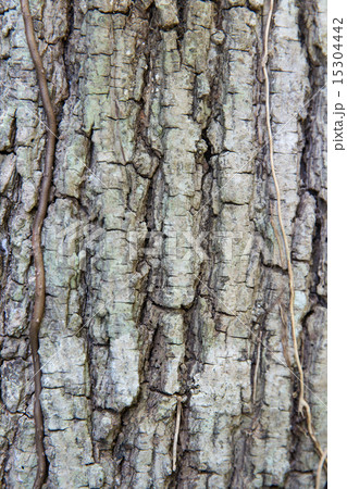 tree trunk bark texture tree trunk bark texture 15304442