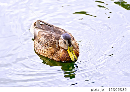 Duck wild in the pond water 15306386