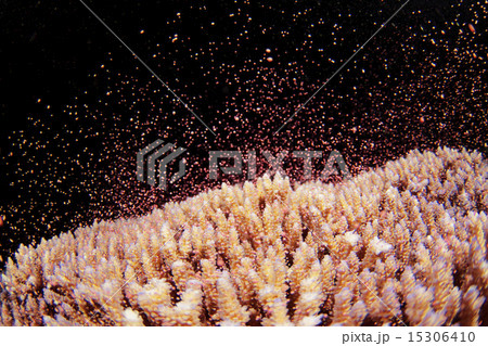 サンゴの産卵 15306410