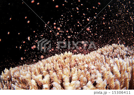 サンゴの産卵 15306411