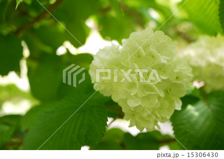 オオデマリ4 15306430