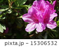 つつじの花 15306532
