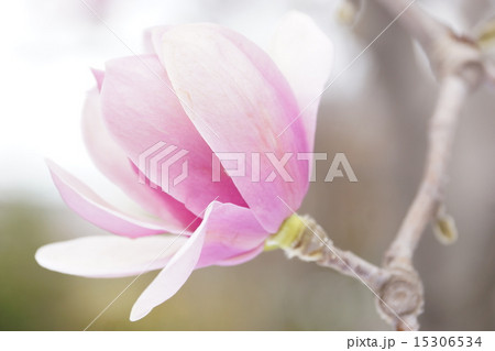 モクレン バルカン モクレン バルカン 15306534