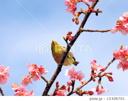 さくらとメジロ 15306701