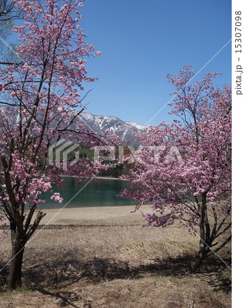 桜と湖 15307098