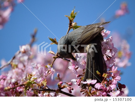 ヒヨドリと河津桜 15307100