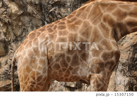 Giraffe body skin, patter and texture Giraffe body skin, patter and texture 15307150