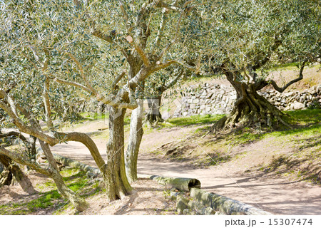 オリーブ畑 15307474