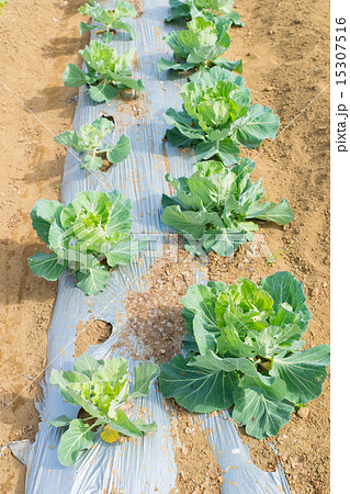 キャベツ畑 15307516