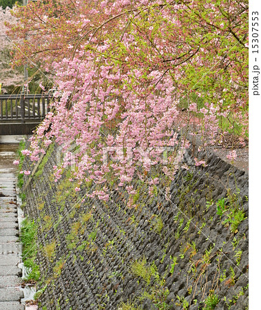 石積みと枝垂れ桜 15307553