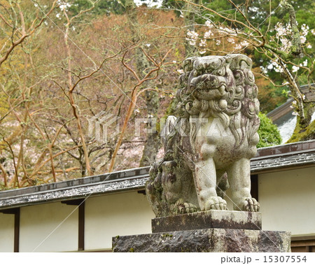 三島玉澤妙法華寺、左側の狛犬 15307554