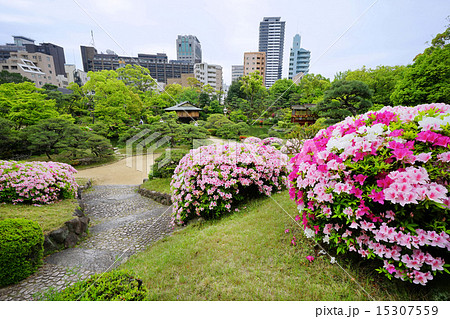 つつじが咲く相楽園日本庭園 15307559