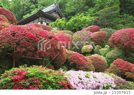つつじと新緑 つつじと新緑 15307615