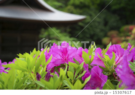 つつじと新緑 つつじと新緑 15307617
