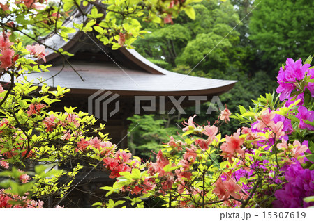 つつじと新緑 つつじと新緑 15307619