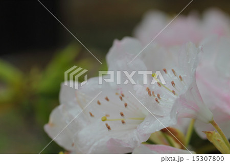 西洋シャクナゲ白花と雨雫 15307800