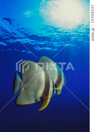 ツバメウオ 15309337