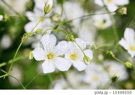 たくさん咲いたカスミソウの白い花の写真素材