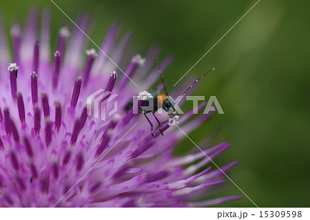 着物　昆虫　キムネカミキリモドキ、一心不乱にイリオモテアザミの花粉を食べています 15309598