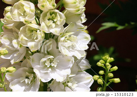 白いデルフィニウムの花のアップの写真素材