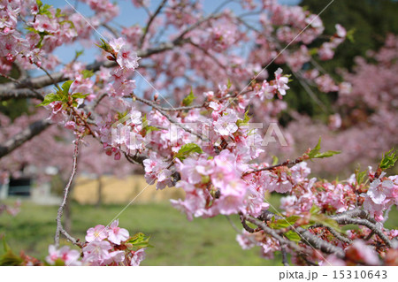 大山桜　おおやまざくら 15310643