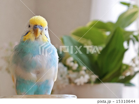 セキセイインコ セキセイインコ 15310644