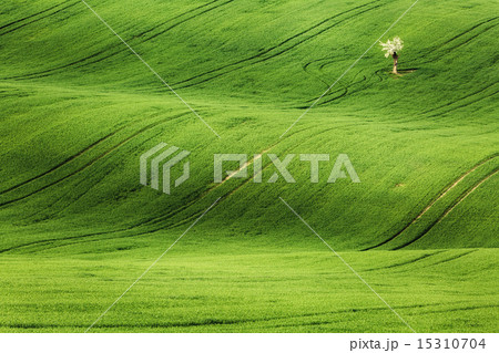 Lines and waves with trees in the spring 15310704