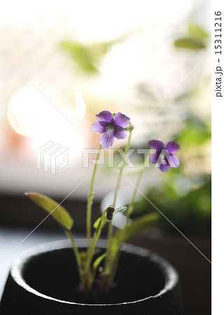 スミレ 15311216