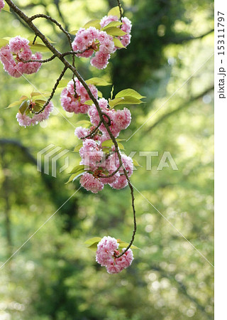 桜 桜 15311797