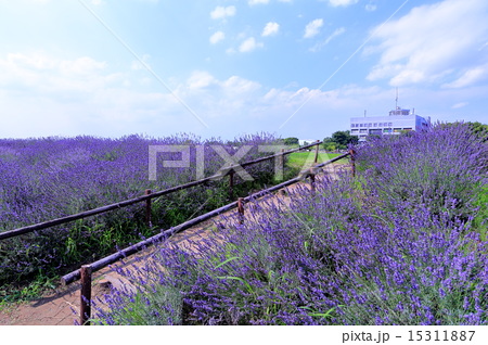 菖蒲 ラベンダー堤と菖蒲町役場の写真素材