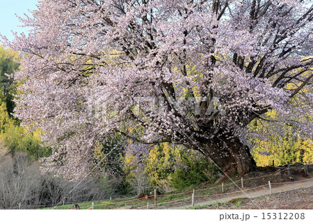 朝日差す新緑と片品村の天王桜の写真素材