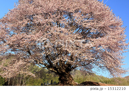 朝日に染まる片品村の天王桜 15312210