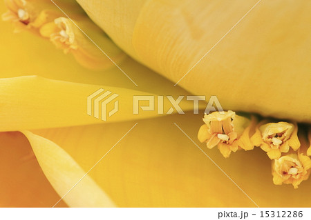 チユウキンレン 15312286