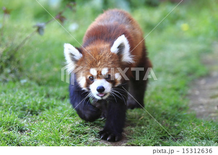 レッサーパンダ 15312636