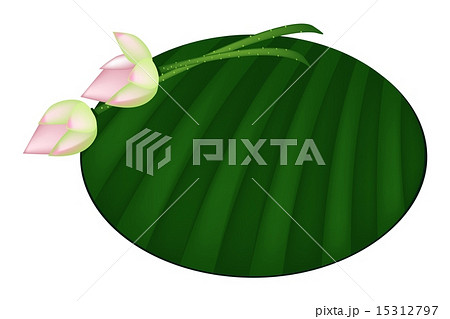 Pink Lotus Flower on Green Banana Leaf Pink Lotus Flower on Green Banana Leaf 15312797