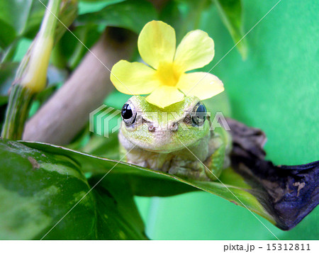 頭に黄色い花をのせたカエルの写真素材