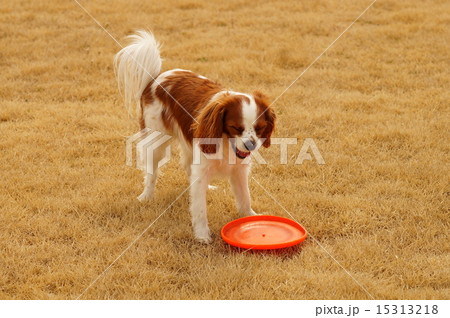 はっくしゅん! はっくしゅん! 15313218