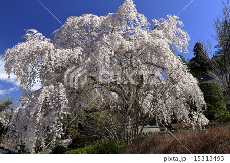 しだれ桜 15313493